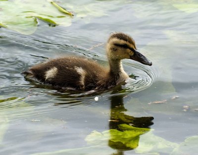 Duckling