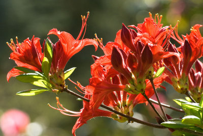 Rhododendron