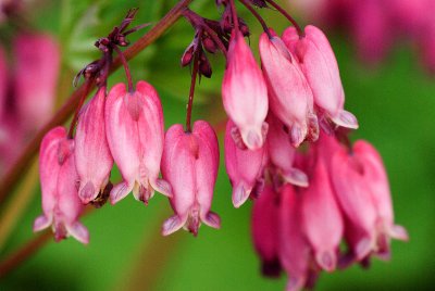 Dicentra 'Adrian Bloom'