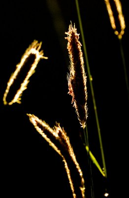 Backlit Grasses
