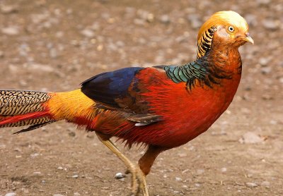 Golden Pheasant.