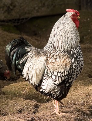 Cockerel