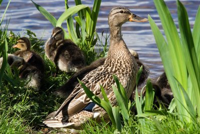 Duck and Family