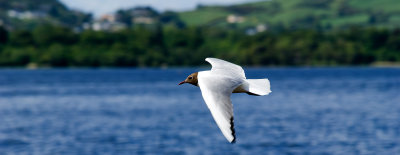 Flying Gull