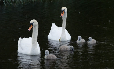 Swan Family