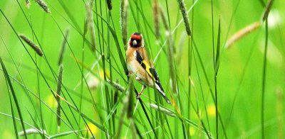 Bird in Grass