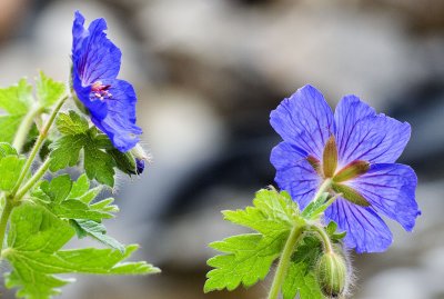 Geraniums