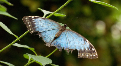 Morpho Peleides