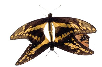 g6/47/606747/3/79893763.rjvdcdV0.jpg