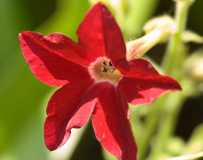 Tobacco Plant.