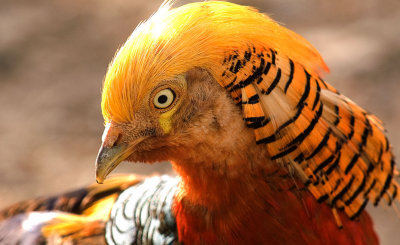 Golden Pheasant