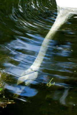 Underwater Swan 