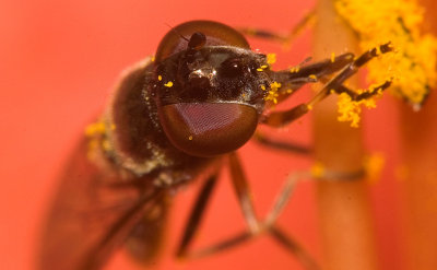 Fly on Daylily