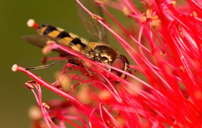 Bottlebrush and Fly