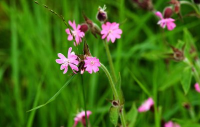 Wild Flowers