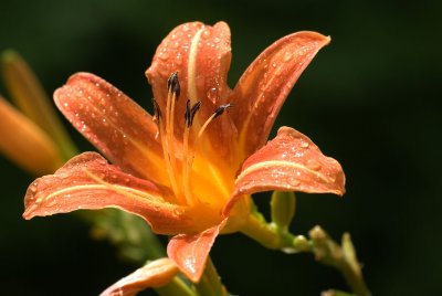 Another Day Lily