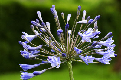 Agapanthus