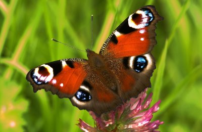 Peacock Butterfly