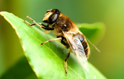 Bee