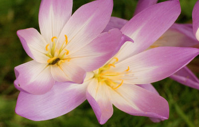 Autumn Crocus