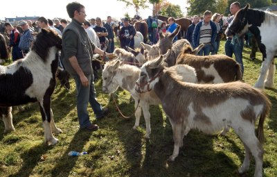 Donkeys at Ballinasloe Fair