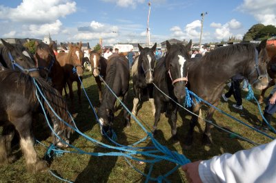 Horses Ballinasloe Fair