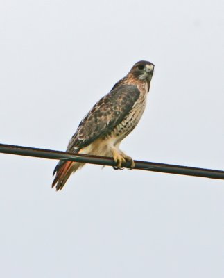 IMG_0127.JPG