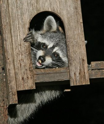 Racoon Family Gallery