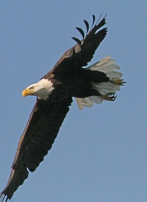 Guntersville Eagles - 06-07 Season