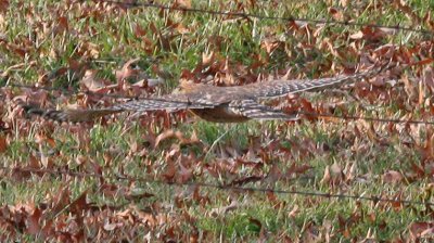 IMG_4319hh.jpg