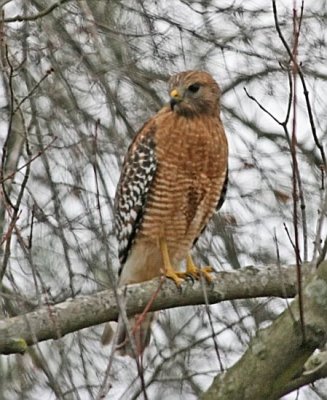 IMG_0770hh.jpg