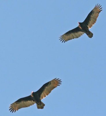 IMG_0898vv.jpg