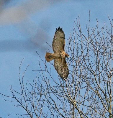IMG_0963hh.jpg