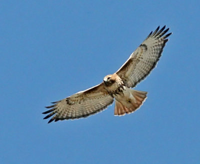 IMG_1337hh.jpg