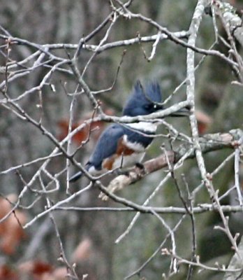 IMG_1661kf.jpg