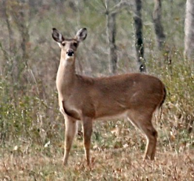 IMG_1740doe.jpg