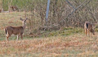 IMG_1741doe.jpg