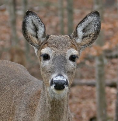 IMG_1766doe.jpg