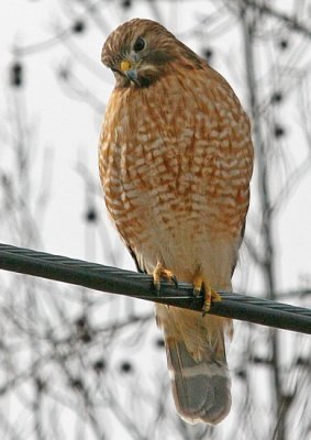 IMG_2071hwk.jpg