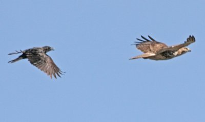 IMG_4793hwk.jpg