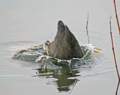 IMG_0389coot.jpg