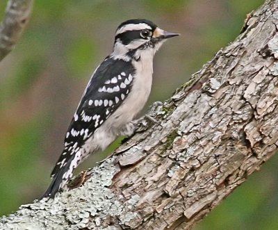 Downy Woodpeckers