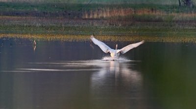 Tundra Swan - Wheeler Refuge Gallery