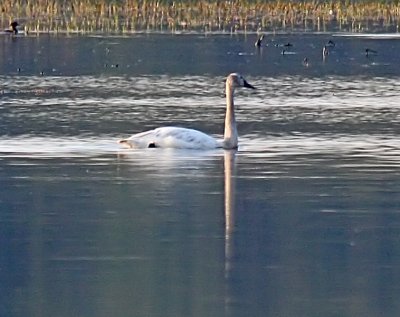 IMG_2034swan.jpg