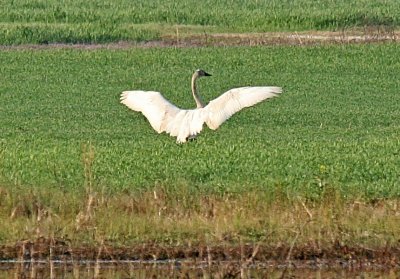 IMG_2070swan.jpg