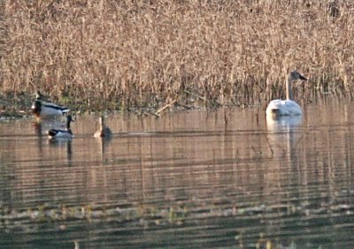 IMG_6325swan.jpg