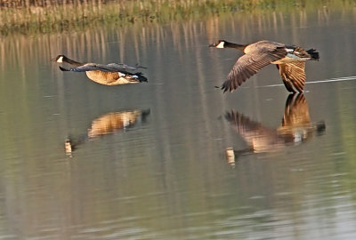 Geese Family Gallery