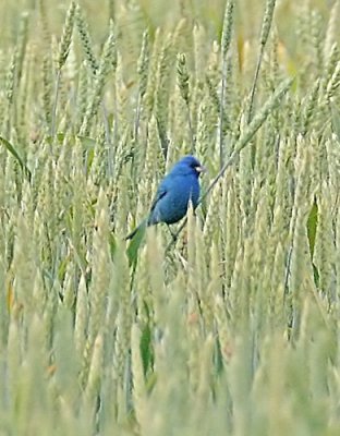 IMG_4306ind.jpg