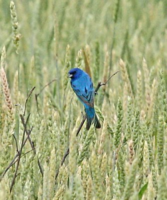 IMG_8823ind.jpg