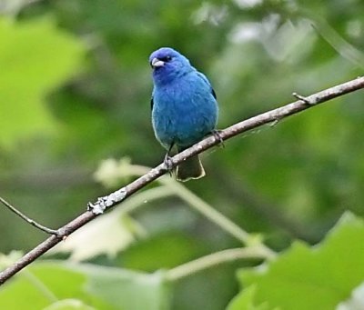 IMG_9690ib.jpg